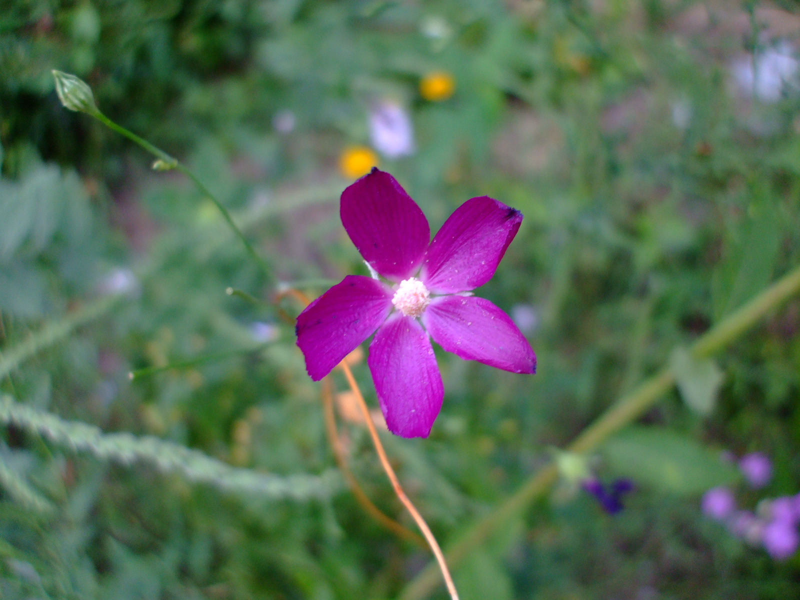 Callirhoe digitata